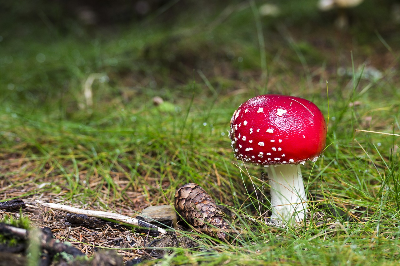 Image - fly agaric toxic mushroom