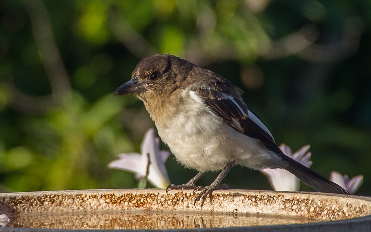 Image - pied butcherbird butcherbird young