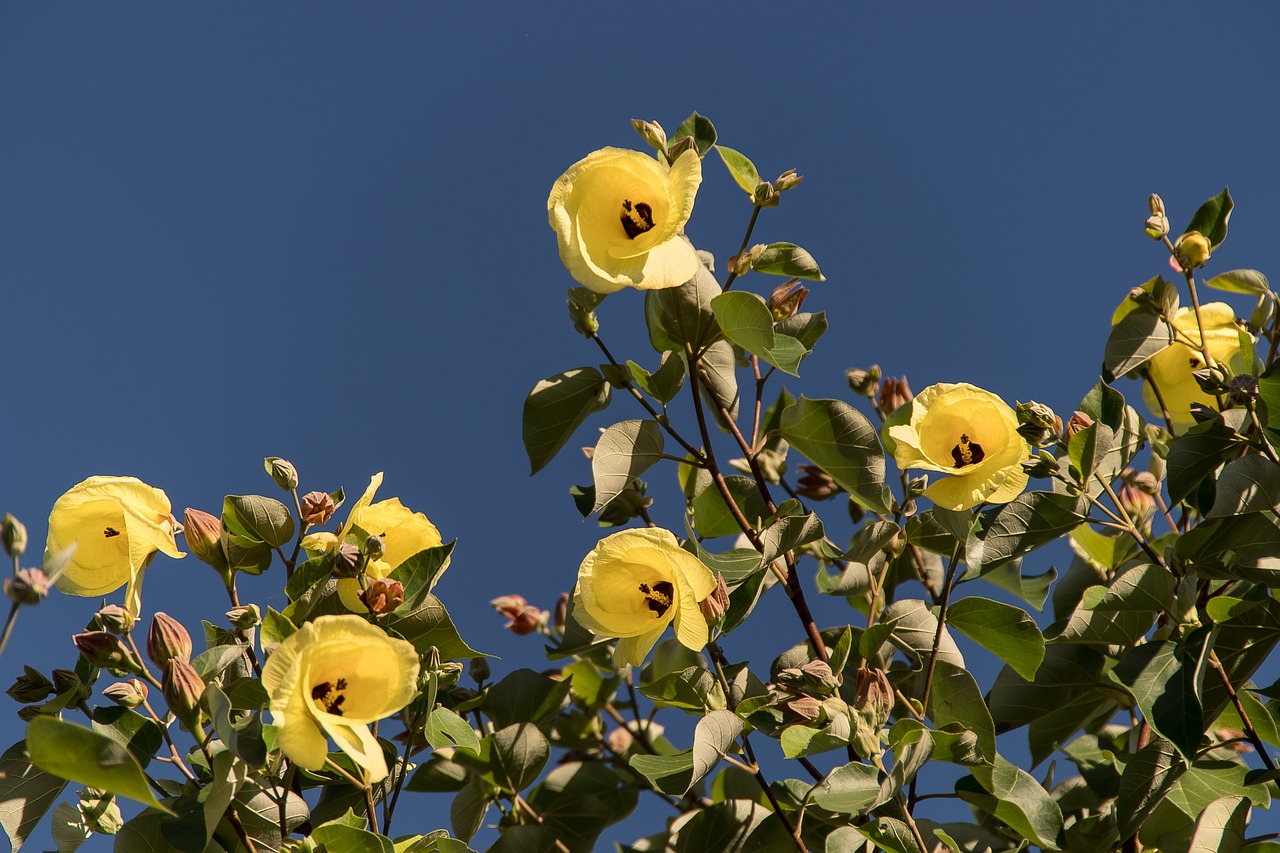 Image - cotton tree hibiscus tiliaceus