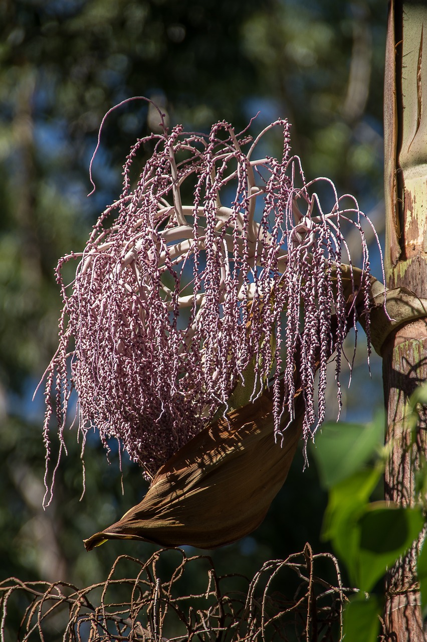 Image - palm bangalow palm flowers mauve