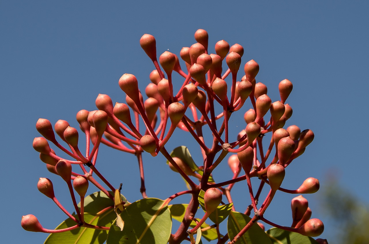 Image - eucalyptus flower buds buds blossom