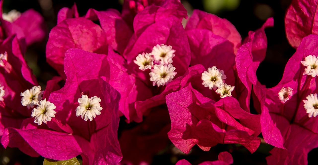 Image - bougainvillea flower bloom pink