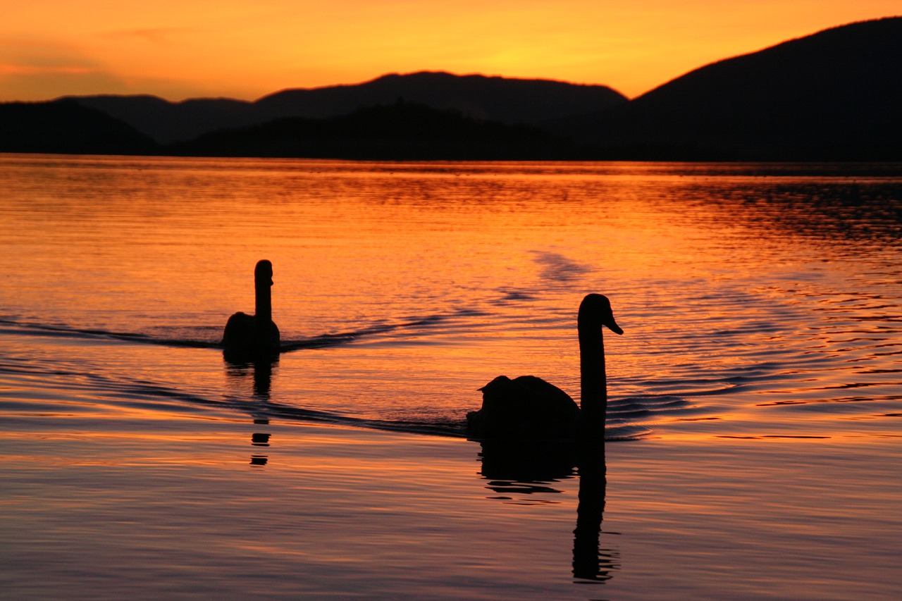 Image - lake biel swans evening mood