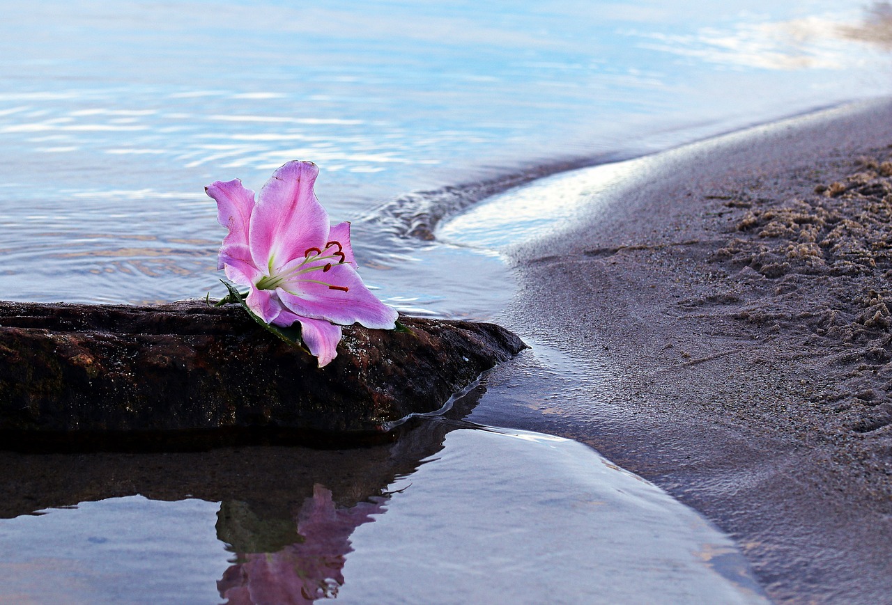 Image - lily flower blossom bloom water