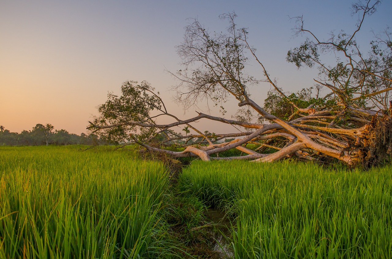 Image - field sunrise farmer rural