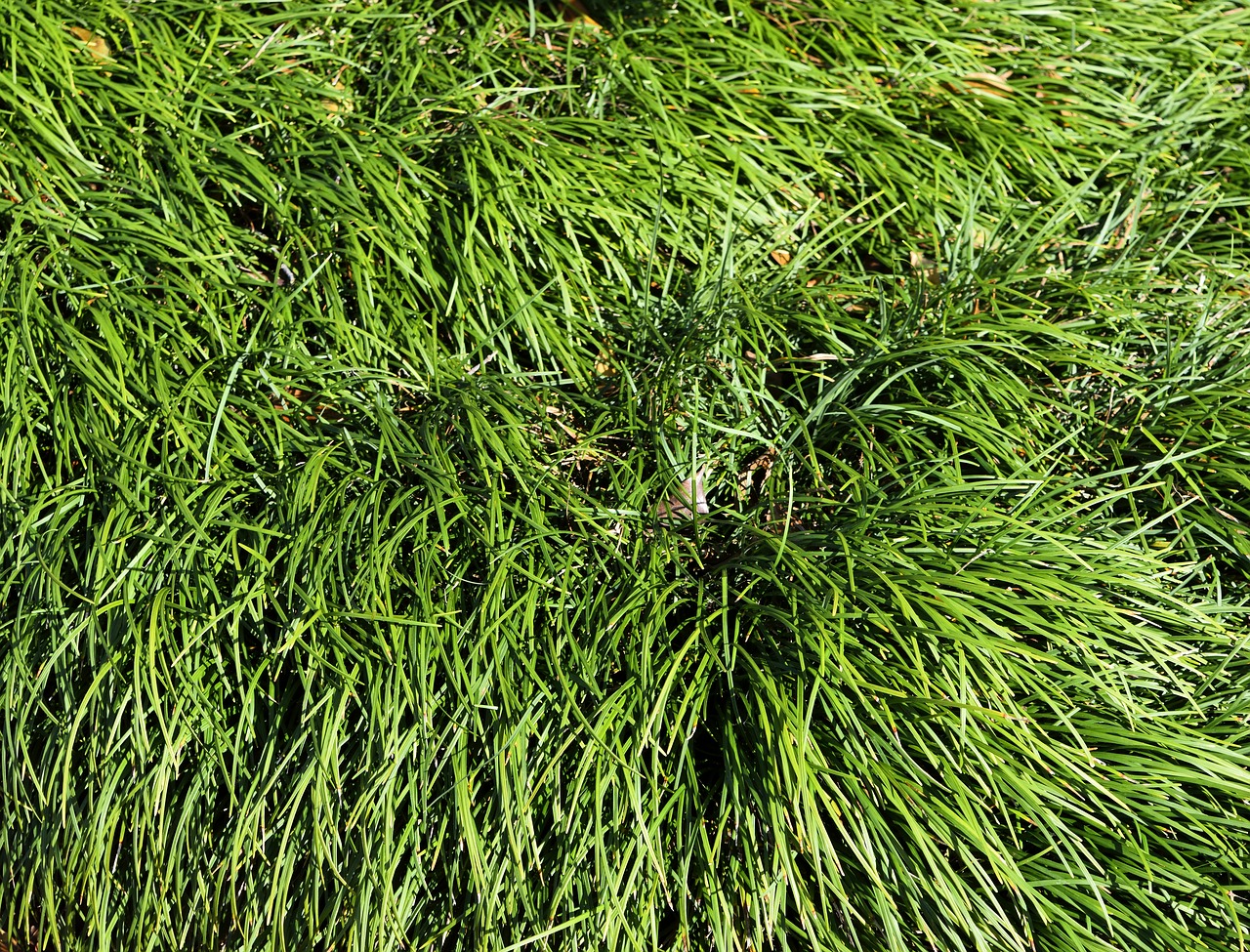 Image - ornamental grass background backdrop