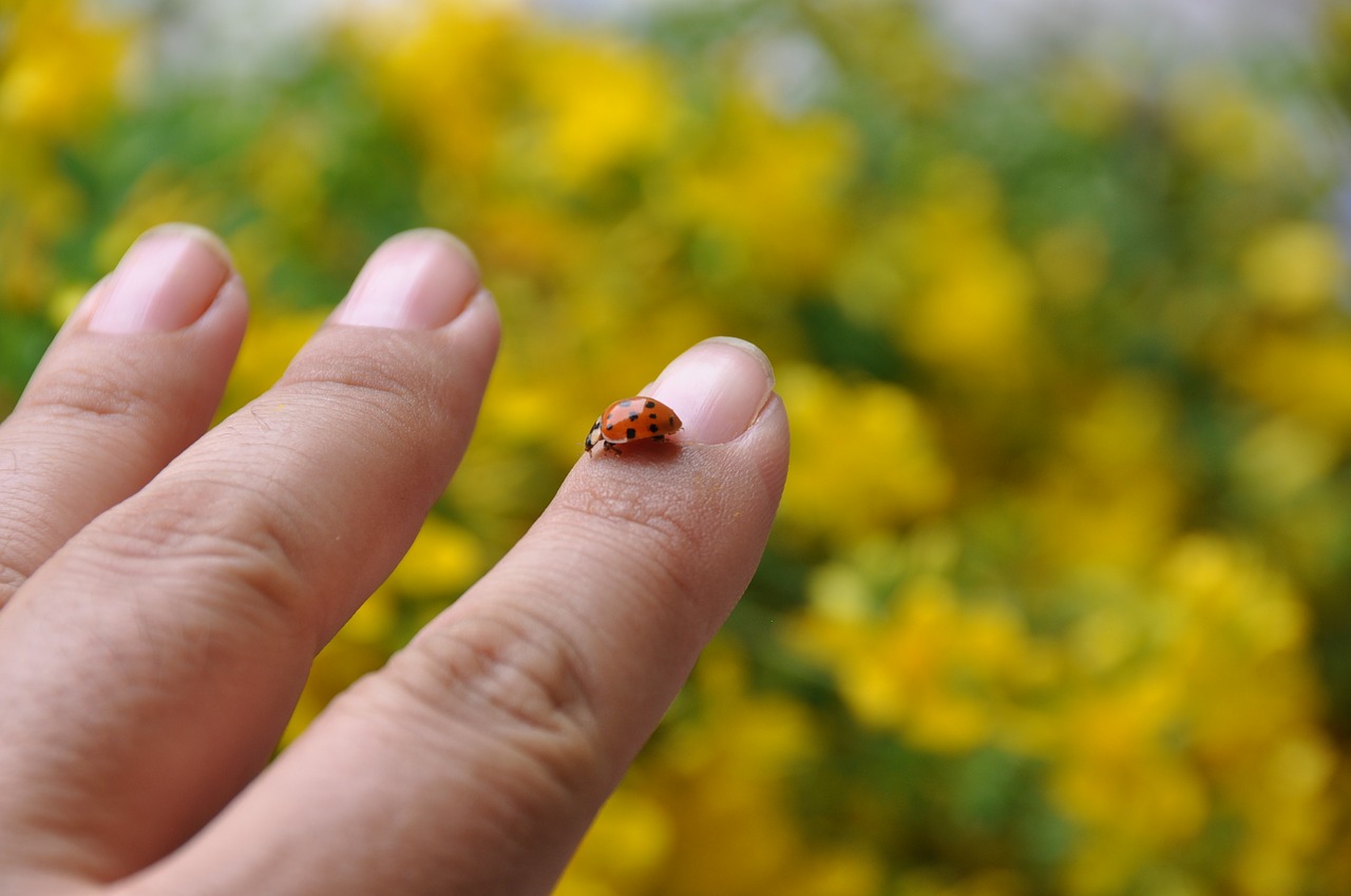 Image - ladybug yellow hand man unsect