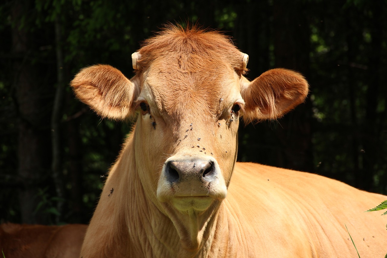 Image - cows snout beef foot pasture