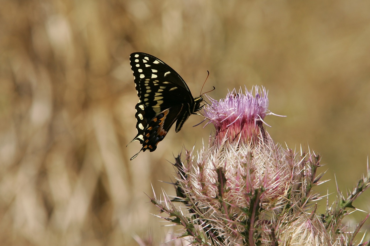 Image - butterfly swallowtail flower