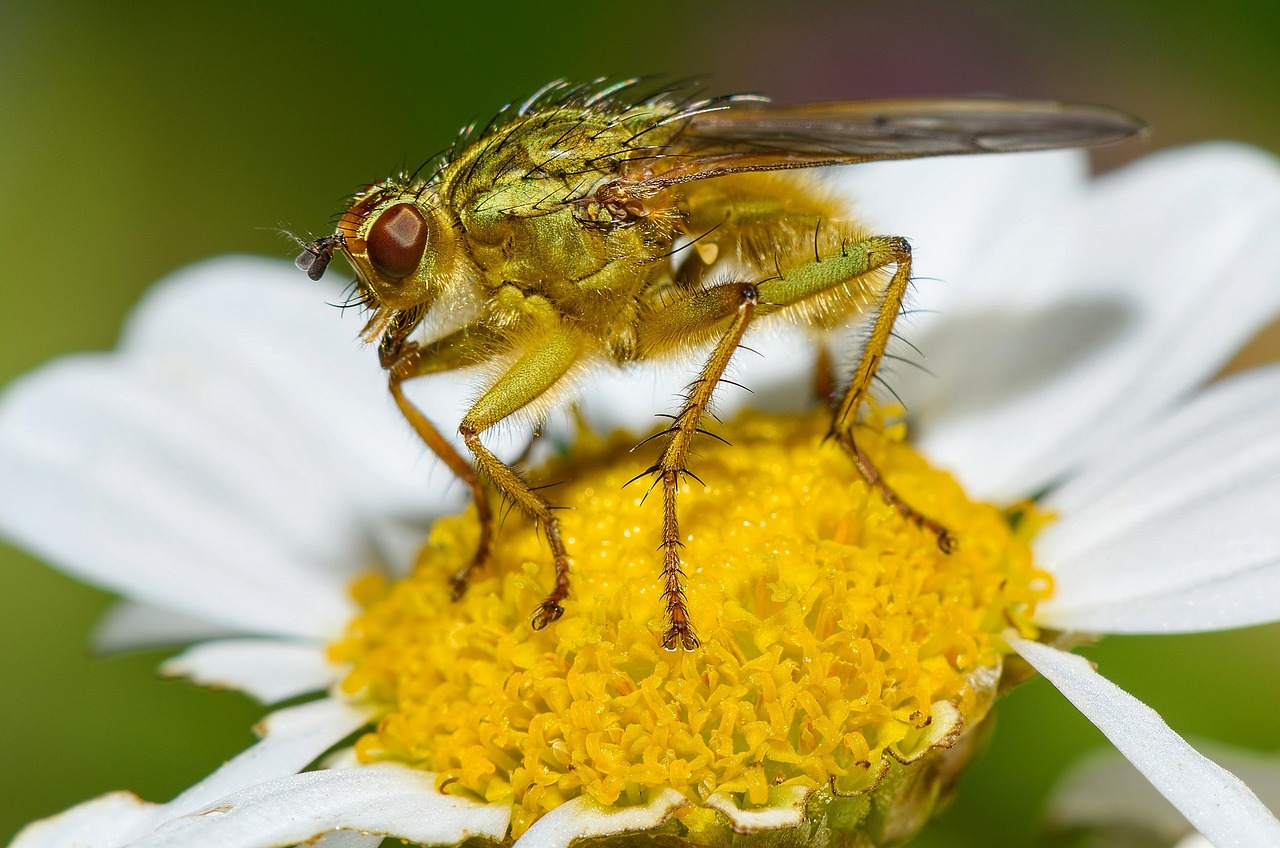 Image - fly macro feeding insect wings