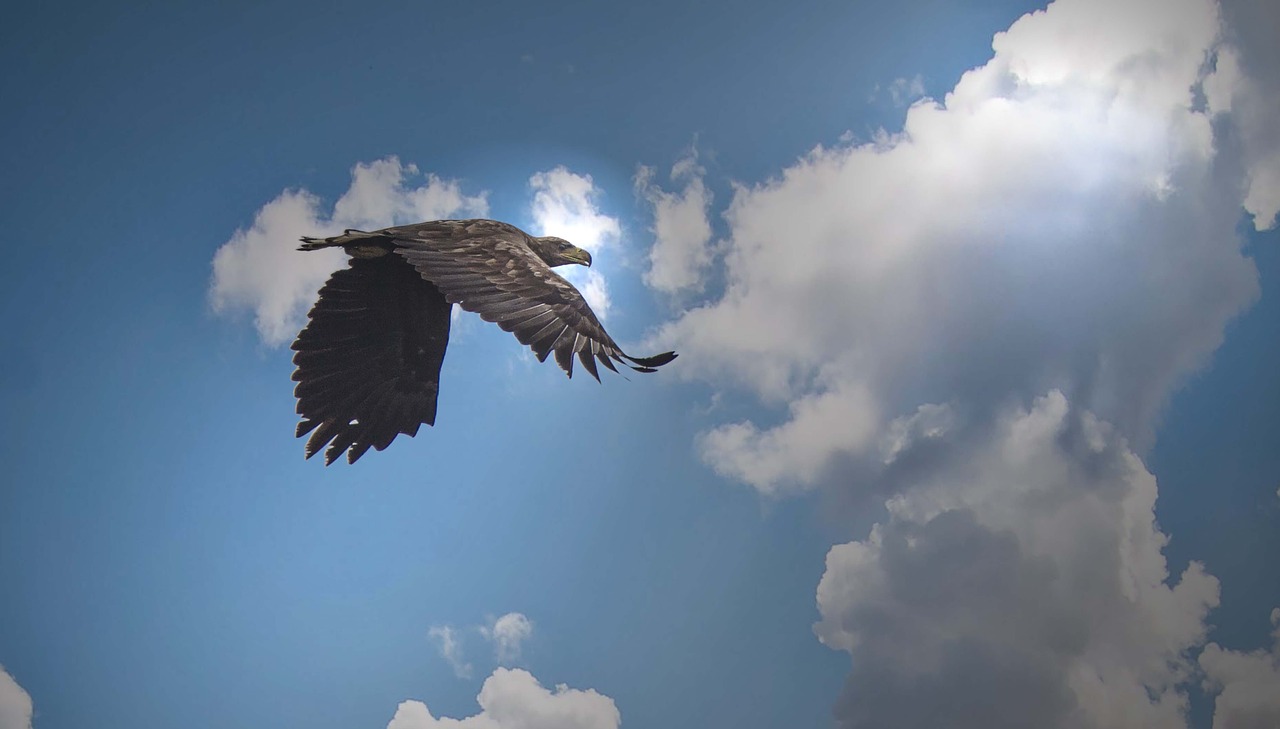 Image - white tailed eagle kummerower lake