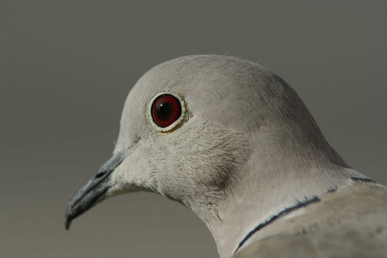 Image - dove eye red eyes bird bill