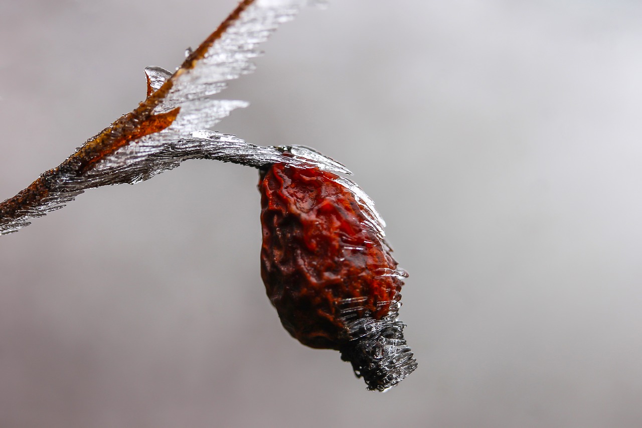 Image - rosehips ice winter macro frost