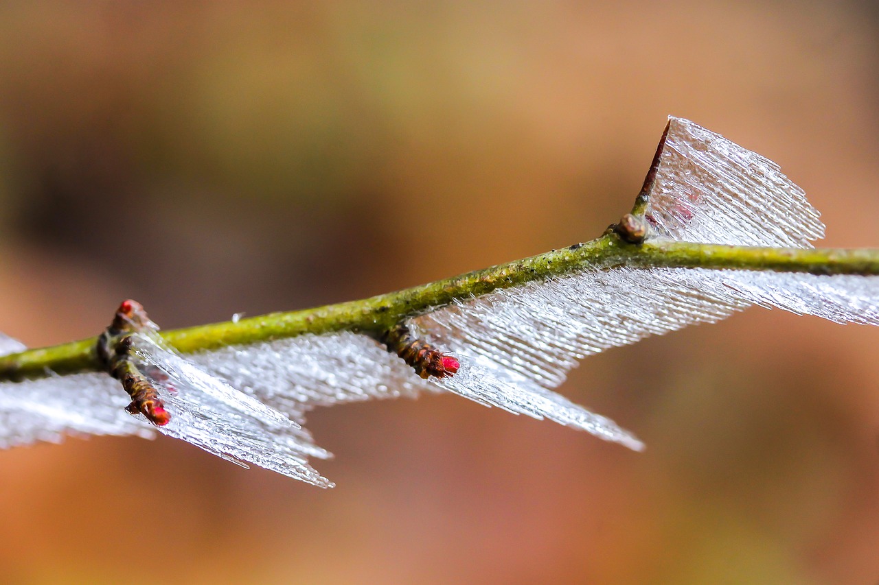 Image - frosty branches bud ice cold