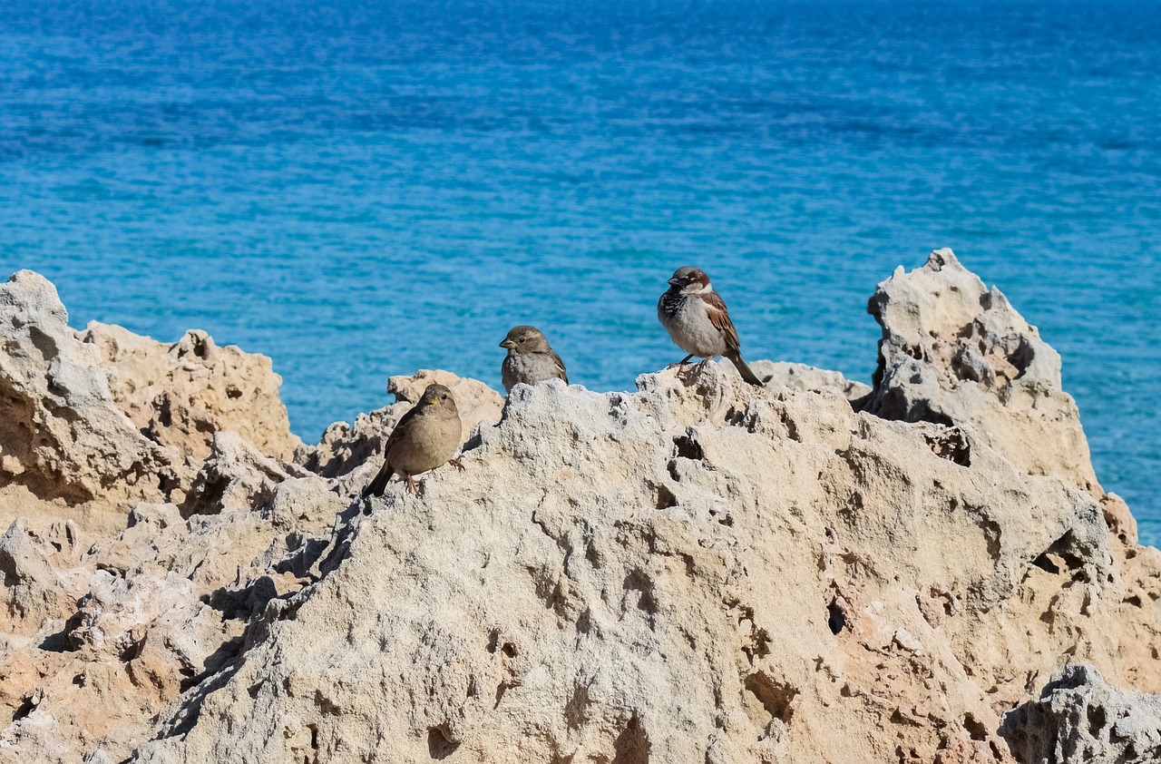 Image - sparrows rock sea bird wildlife