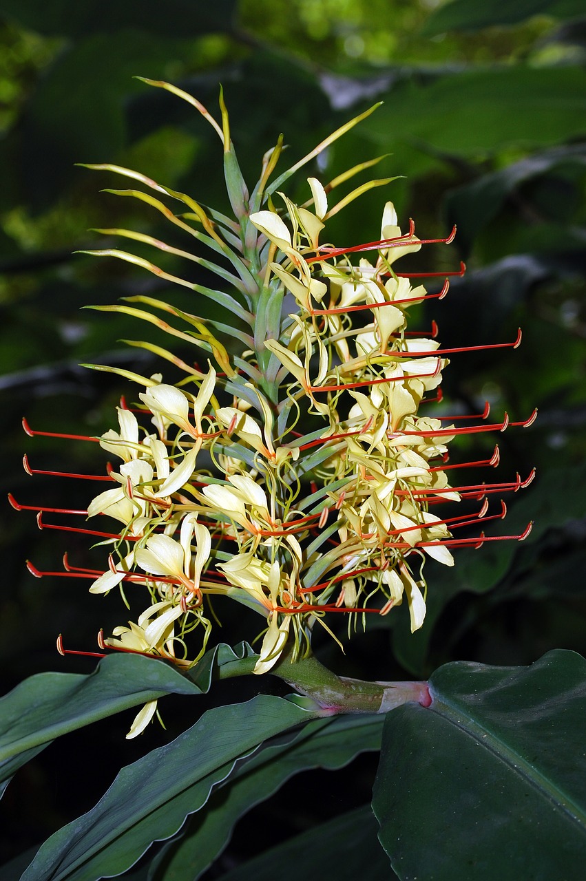 Image - flower kahila garland lily azores