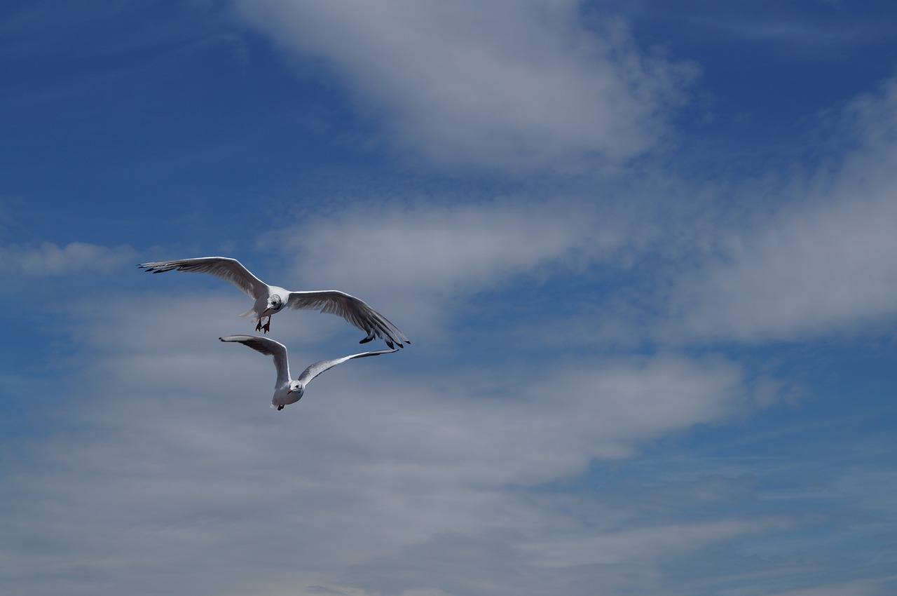 Image - lake lucerne region sgv gulls