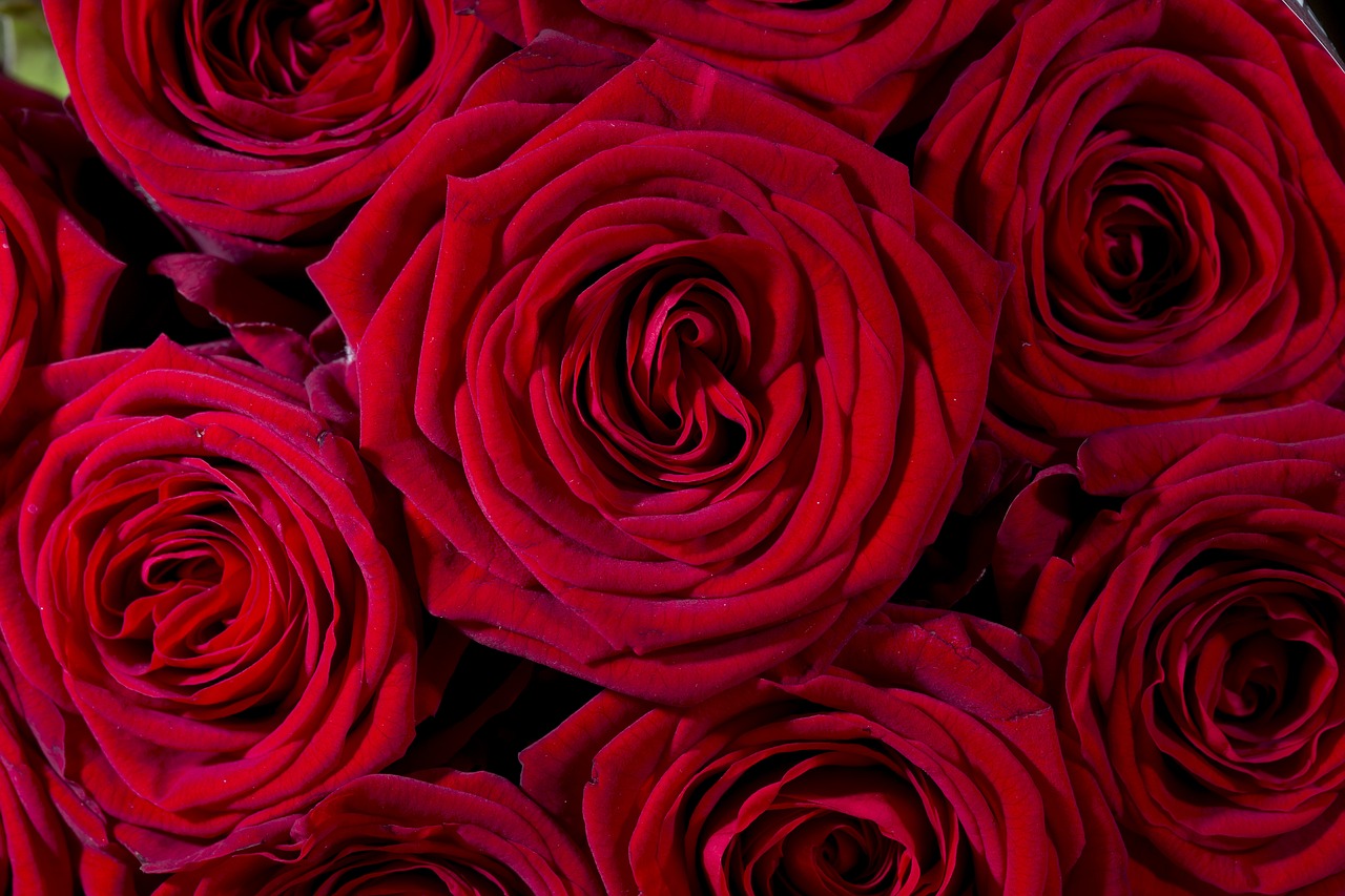 Image - roses flowers red forest bloom