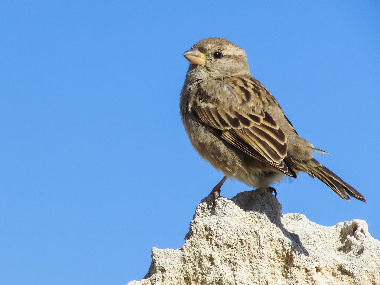 Image - sparrow sitting rock nature