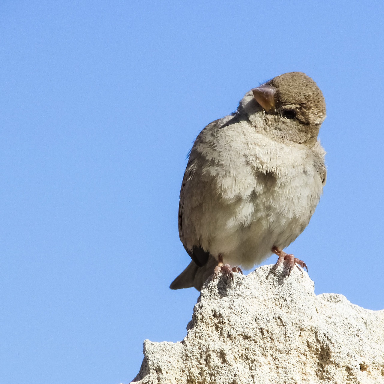 Image - sparrow sitting looking rock