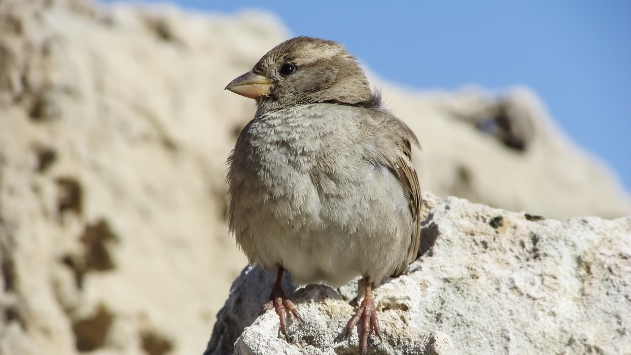 Image - sparrow sitting rock nature