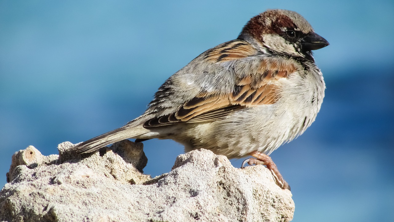 Image - sparrow bird wildlife feather