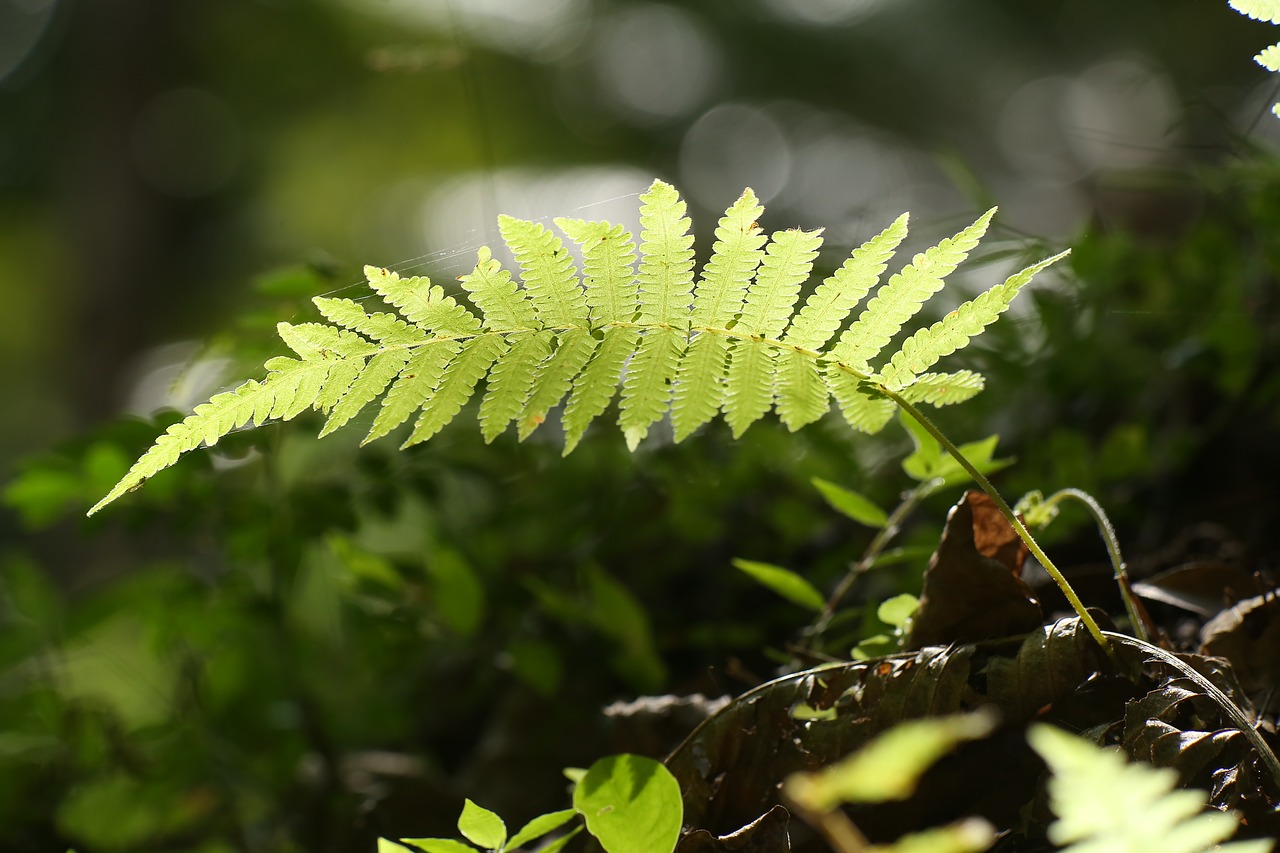 Image - fern plant nature leaf forest