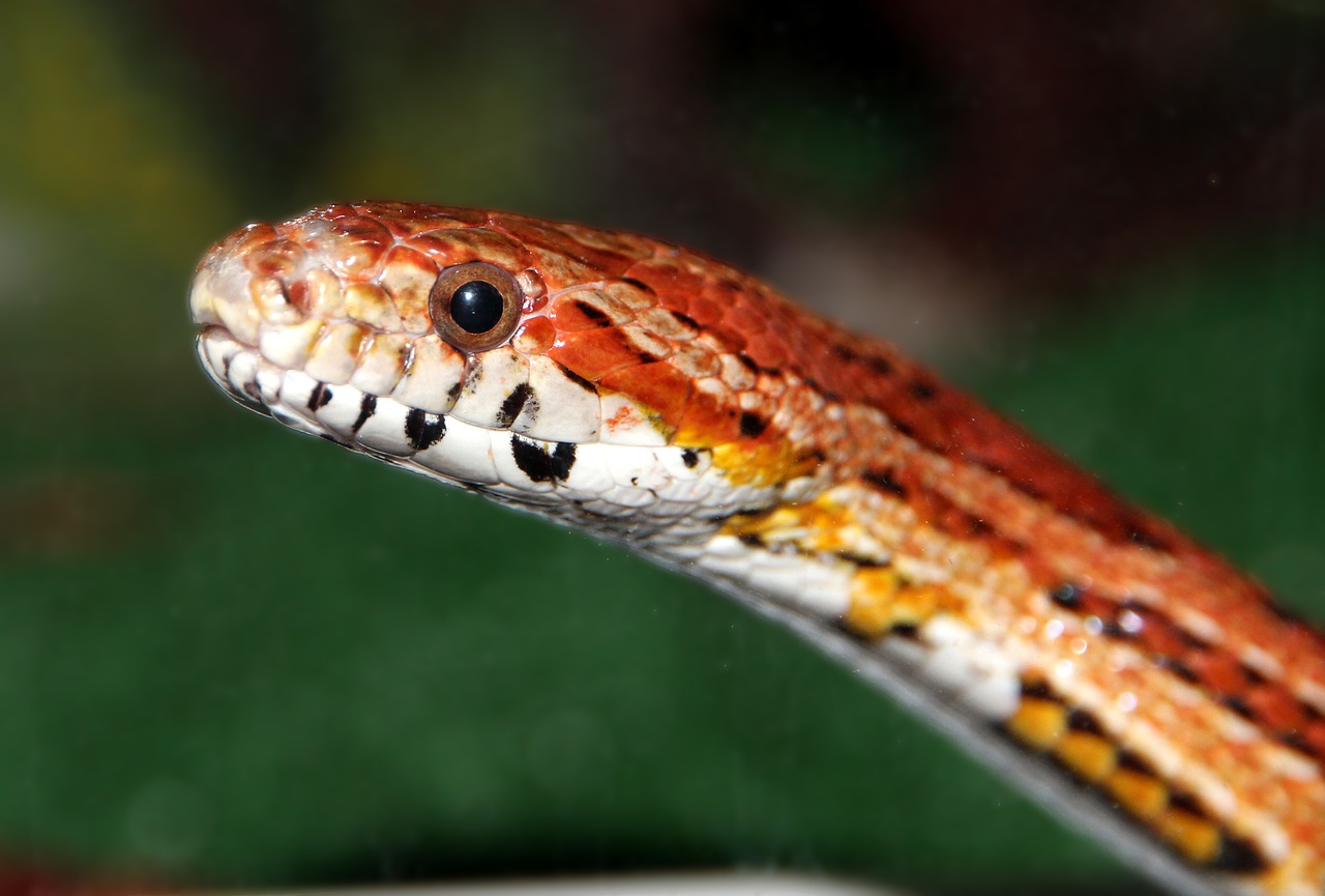 Image - corn snake spotted elaphe