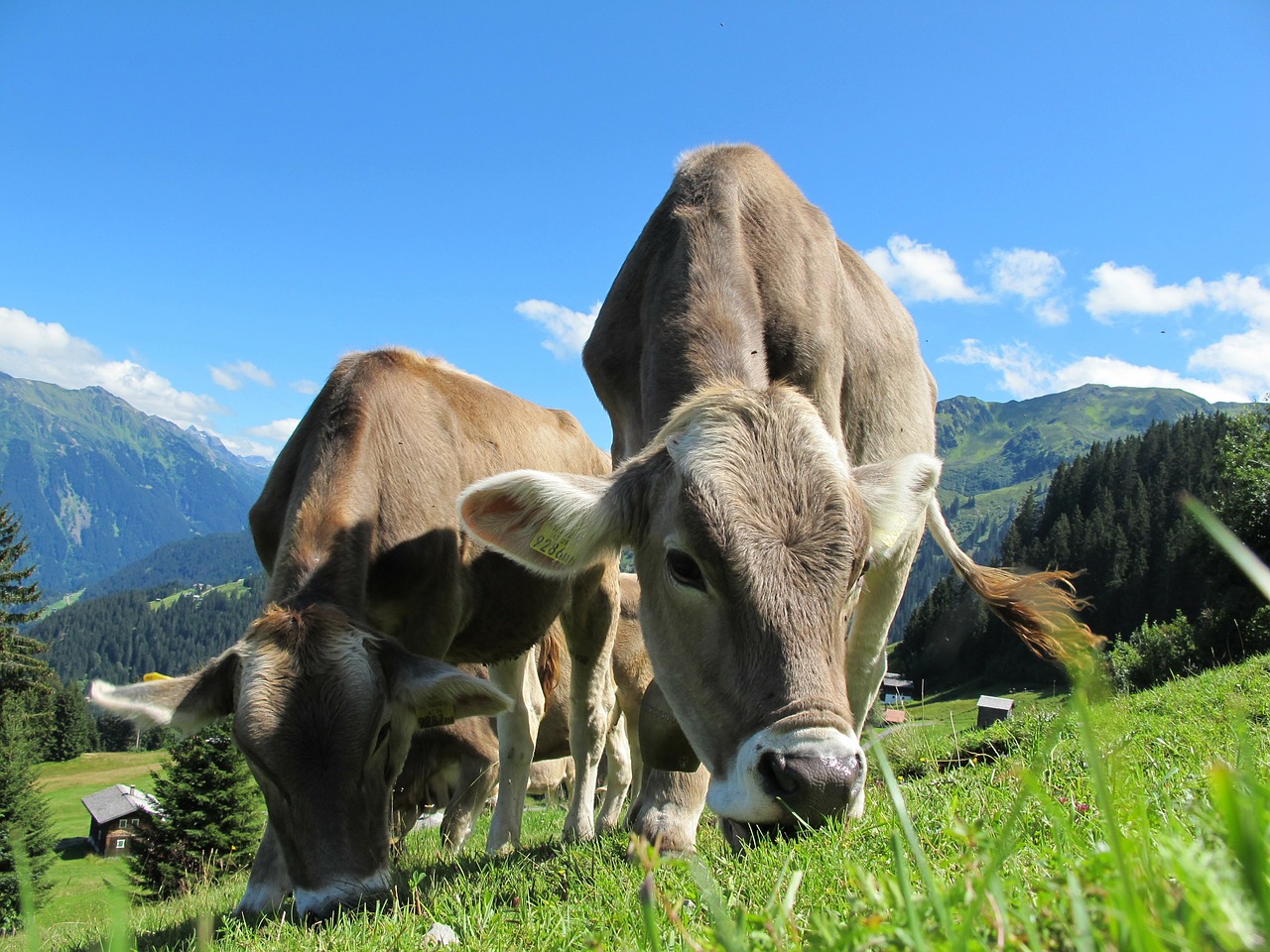 Image - cows cow austria pasture sky blue