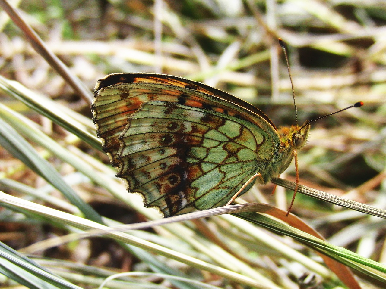 Image - butterfly brown butterfly grass