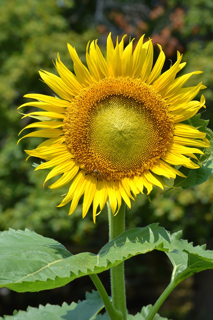 Image - sunflower sun flowers garden grow