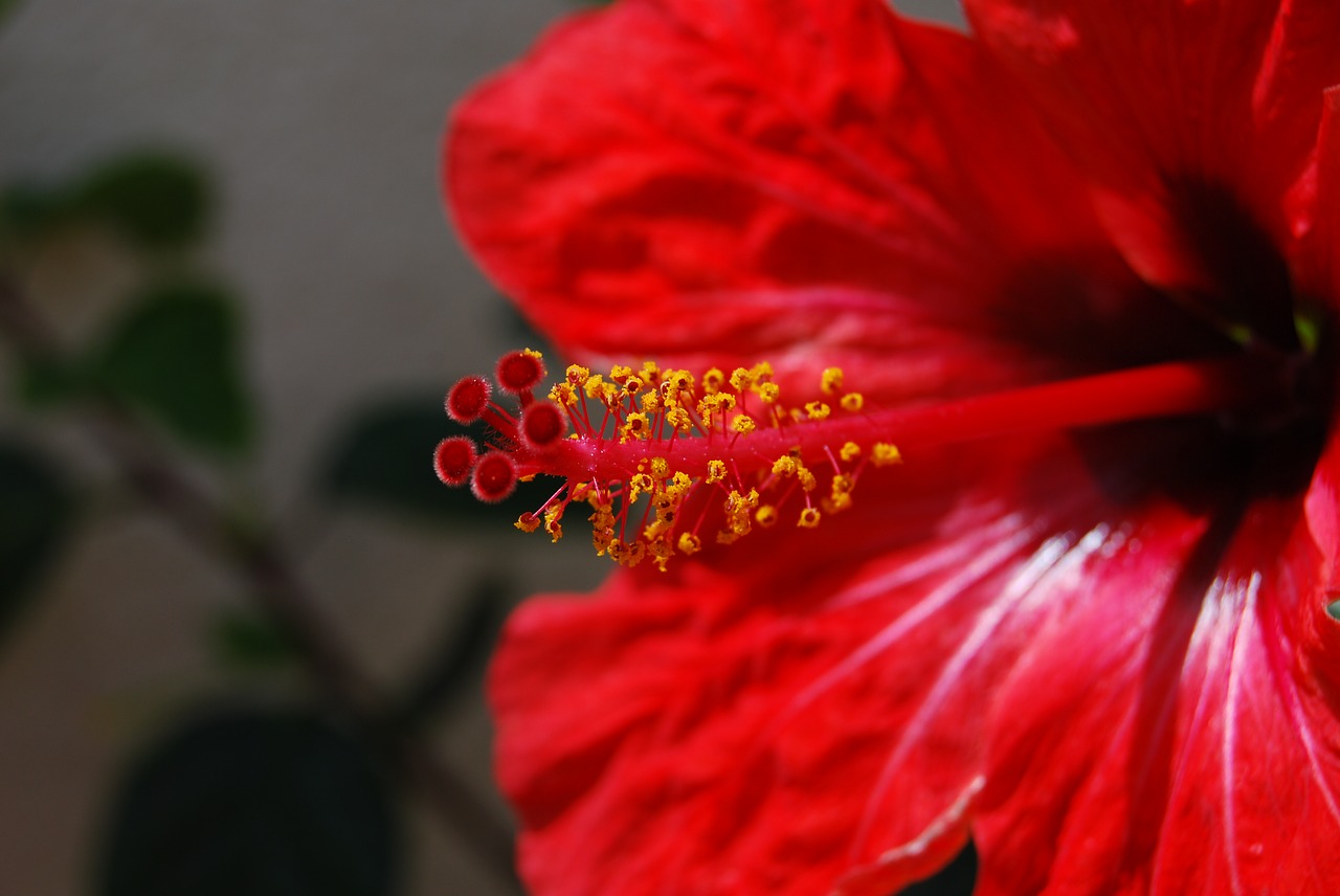 Image - flower macro red bright stamens