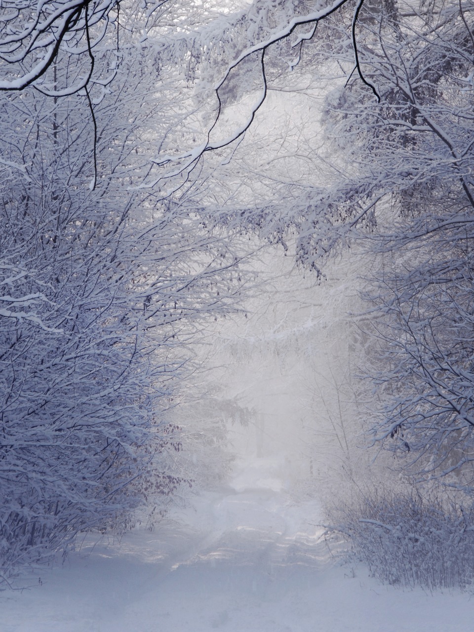 Image - winter landscape white snow tree