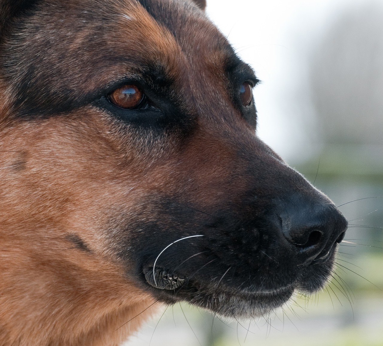 Image - dog german shepherd close up