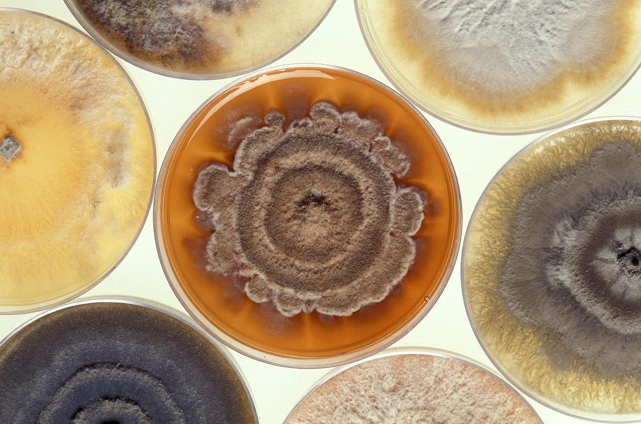 Image - mold growing petri dishes cultures