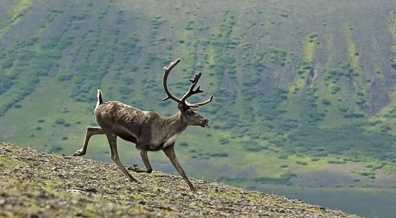 Image - caribou running wildlife nature