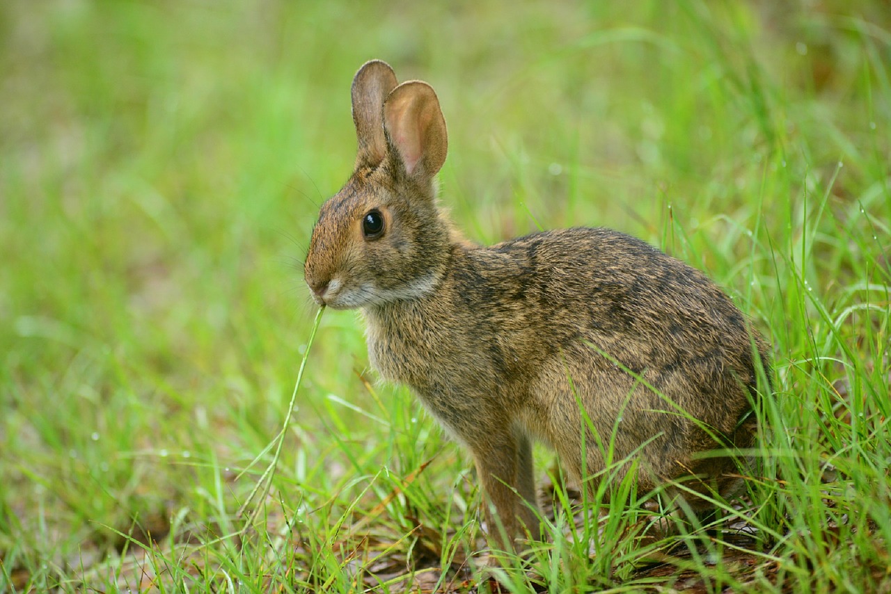 Image - rabbit bunny hare wildlife nature