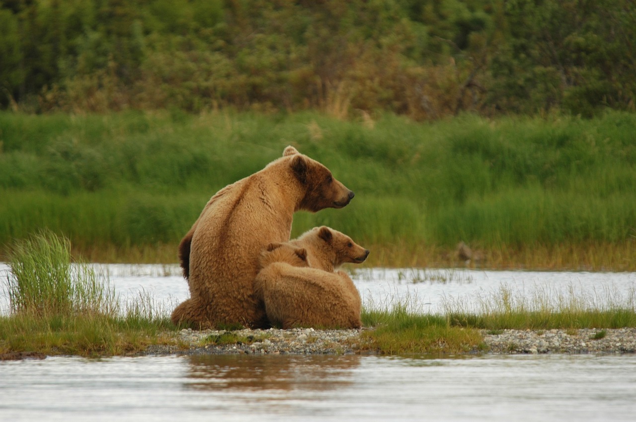 Image - bears adult cubs sow coastal brown