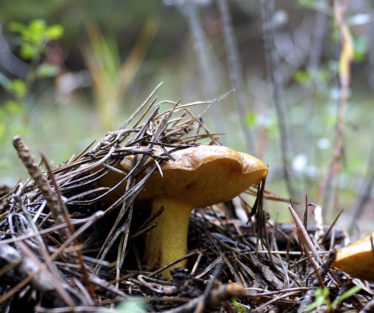 Image - mushroom wild fungus mycology food