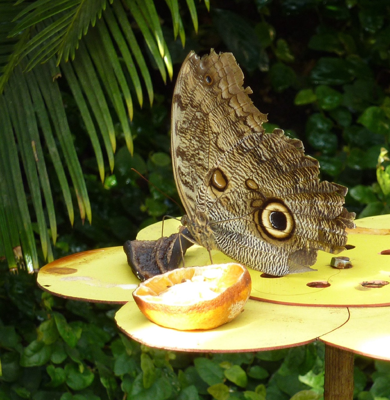 Image - owl butterfly plant insect wings