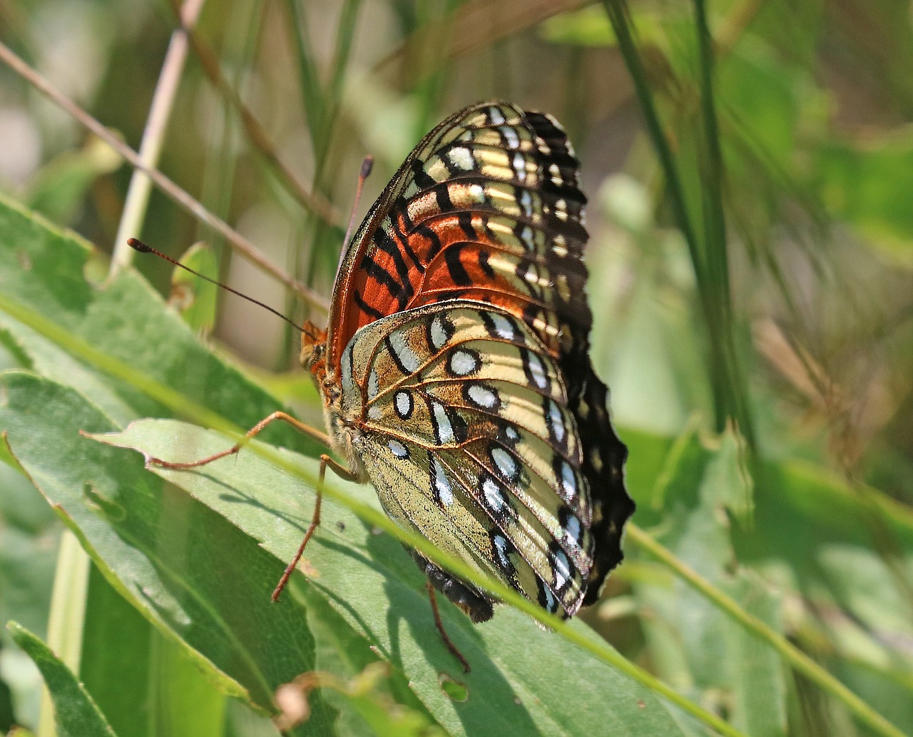 Image - fritillary nokomis butterfly plant