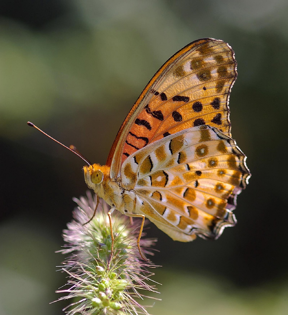 Image - indian fritillary butterfly plant