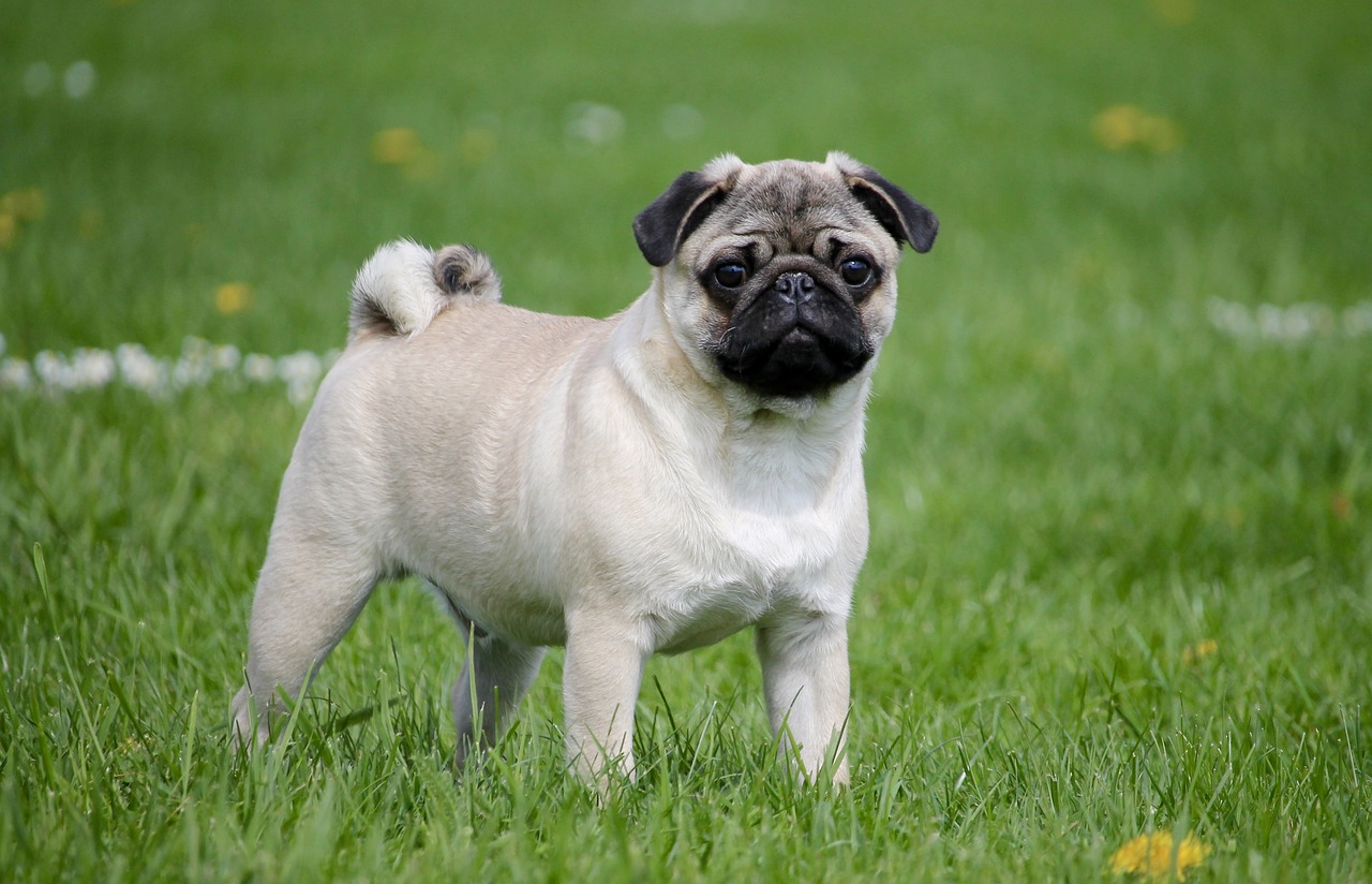 Image - pug meadow dog