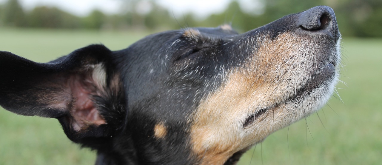 Image - dachshund nose dreams