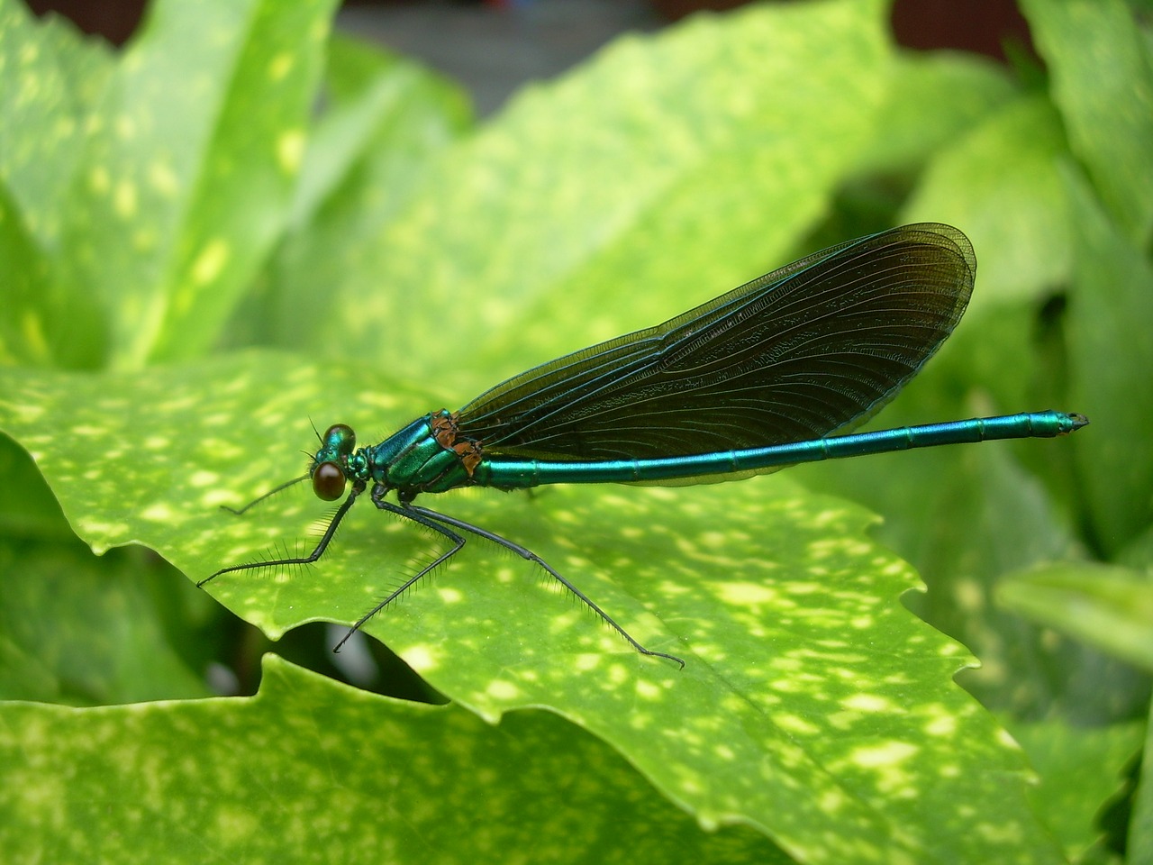 Image - dragonfly sheet summer