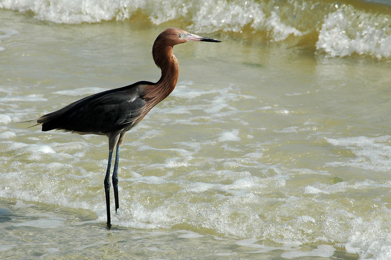 Image - red egret bird wildlife egret