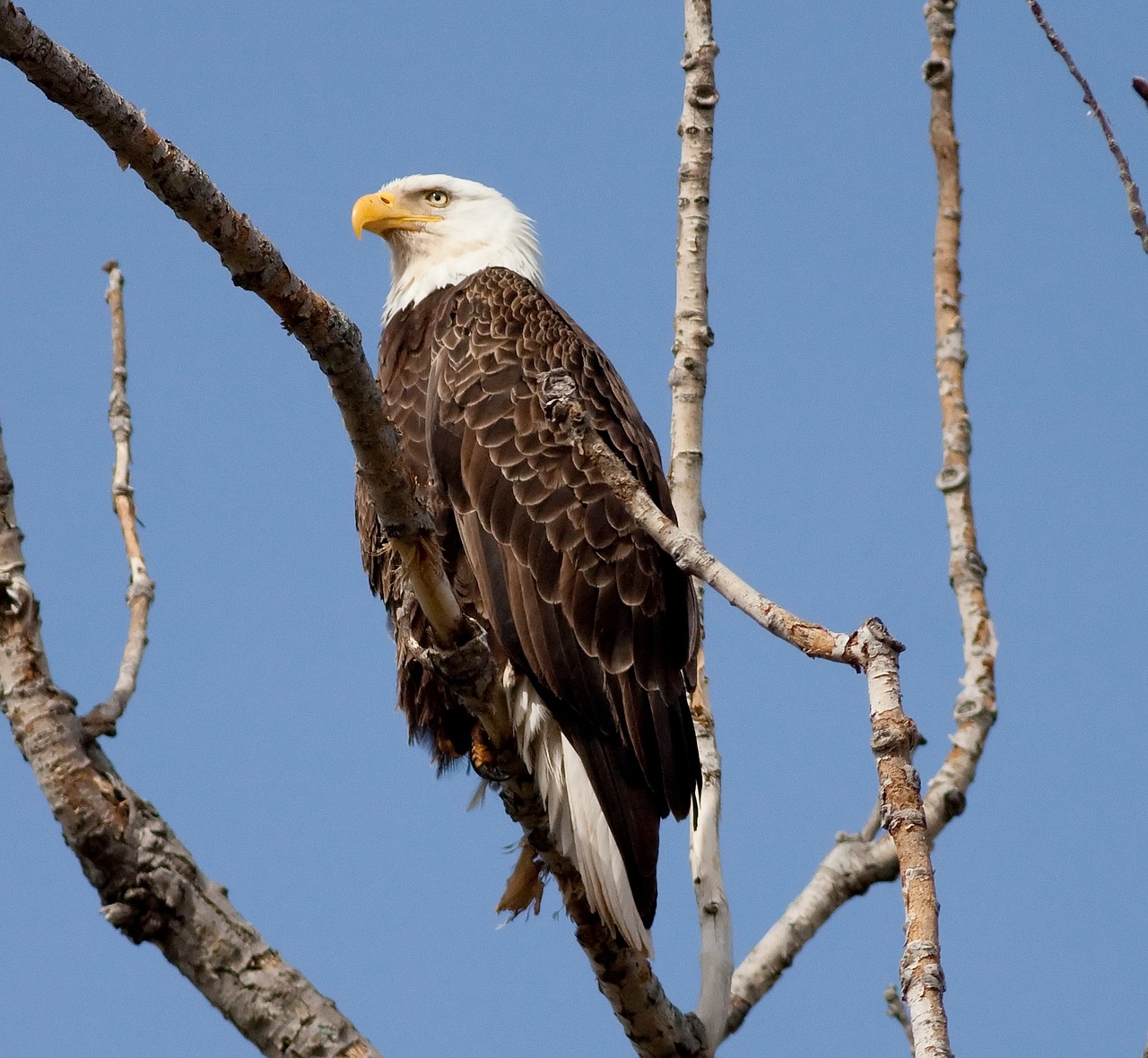 Image - eagle bird symbol animal feather