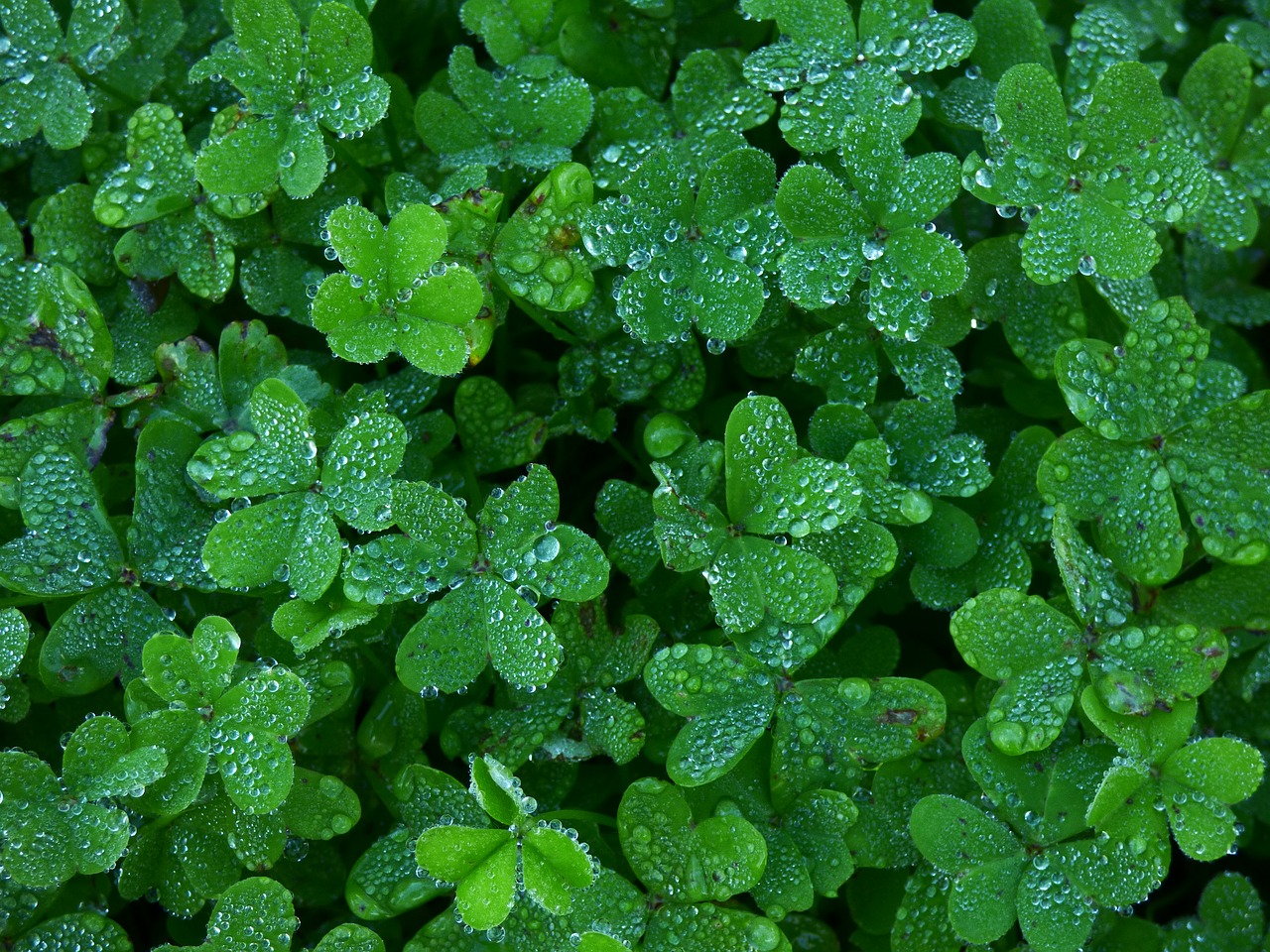 Image - clover garden green water drops