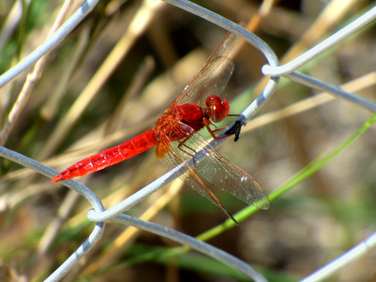 Image - dragonfly insect red fence animal