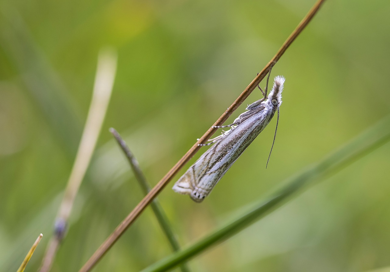 Image - spotted moth moth ypsolopha